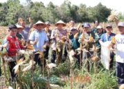 Panen Raya Jagung Barsel Capai 90 Ton, Dukung Ketahanan Pangan Nasional