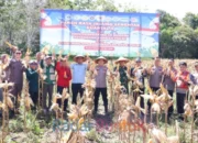 Asisten II Barsel Hadiri Panen Raya Jagung Polres Dukung Ketahanan Pangan